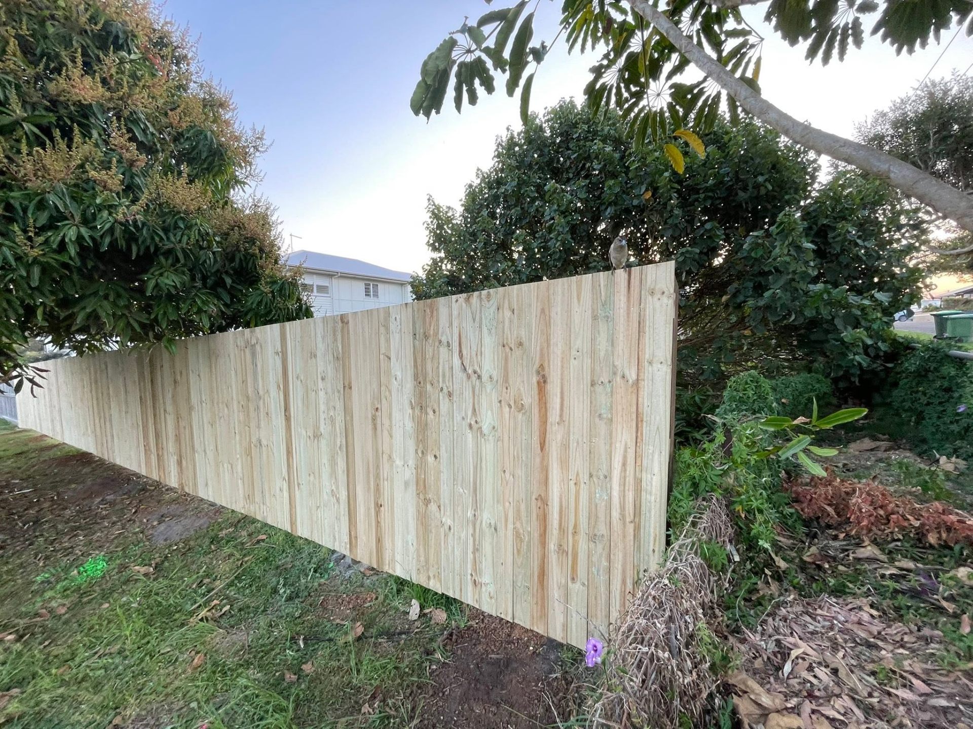 Paling Fence Replacement — Nambour